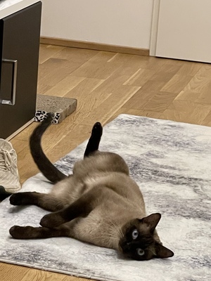 ❤️ Siam-Kater Milo sucht ein ruhiges Zuhause als Einzelprinz ❤️, Siam - Kater