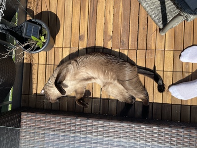 ❤️ Siam-Kater Milo sucht ein ruhiges Zuhause als Einzelprinz ❤️, Siam - Kater