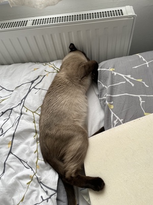 ❤️ Siam-Kater Milo sucht ein ruhiges Zuhause als Einzelprinz ❤️, Siam - Kater