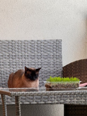 ❤️ Siam-Kater Milo sucht ein ruhiges Zuhause als Einzelprinz ❤️, Siam - Kater