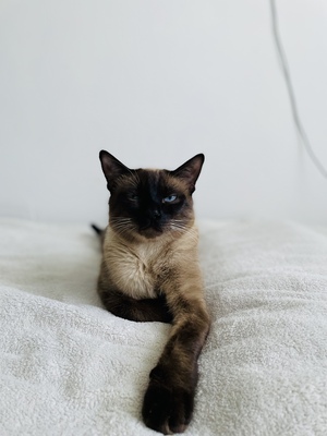 ❤️ Siam-Kater Milo sucht ein ruhiges Zuhause als Einzelprinz ❤️, Siam - Kater