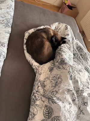 ❤️ Siam-Kater Milo sucht ein ruhiges Zuhause als Einzelprinz ❤️, Siam - Kater