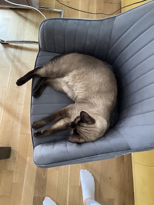 ❤️ Siam-Kater Milo sucht ein ruhiges Zuhause als Einzelprinz ❤️, Siam - Kater