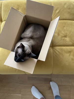 ❤️ Siam-Kater Milo sucht ein ruhiges Zuhause als Einzelprinz ❤️, Siam - Kater