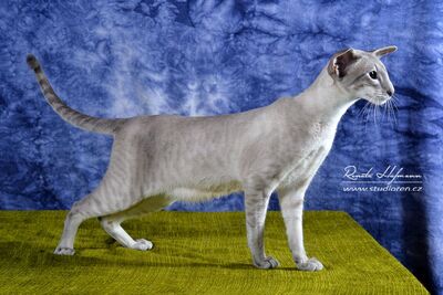 Siam Kater blue-point tabby mit Stammbaum, Siam - Kater