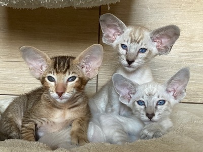 Siam Katerchen mit Papiere vom Züchter, Siam Jungtier - Katze