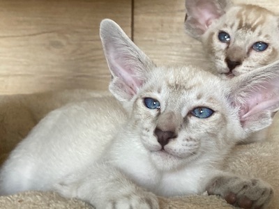 Siam Katerchen mit Papiere vom Züchter, Siam Jungtier - Katze