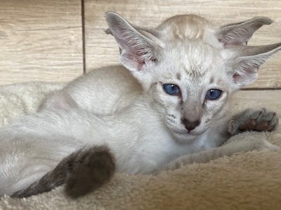 Siam Katerchen mit Papiere vom Züchter, Siam Jungtier - Katze