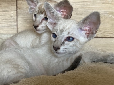 Siam Katerchen mit Papiere vom Züchter, Siam Jungtier - Katze