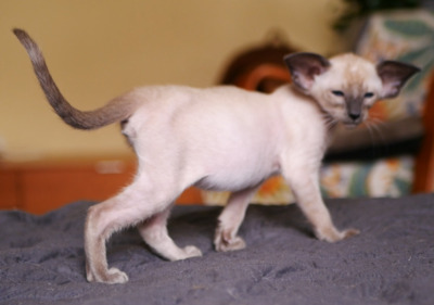 Siam Katzenbaby von Internationale Champion Eltern mit Fife Stammbaum, Siam Jungtier - Kater