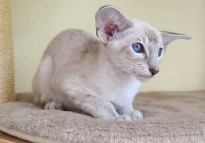 Siam Katzenbaby von Internationale Champion Eltern mit Fife Stammbaum, Siam Jungtier - Kater