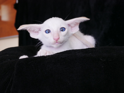 Siam Katzenbaby von Internationale Champion Eltern mit Fife Stammbaum, Siam Jungtier - Kater