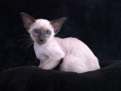 Siam Katzenbaby von Internationale Champion Eltern mit Fife Stammbaum, Siam Jungtier - Kater