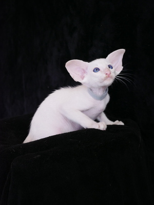 Siam Katzenbaby von Internationale Champion Eltern mit Fife Stammbaum, Siam Jungtier - Kater