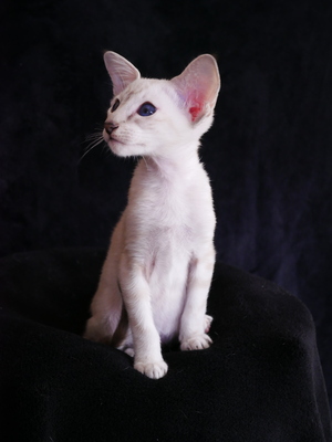 Siam Katzenbaby von Internationale Champion Eltern mit Fife Stammbaum, Siam Jungtier - Kater