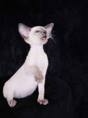 Siam Katzenbaby von Internationale Champion Eltern mit Fife Stammbaum, Siam Jungtier - Kater