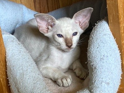 Siam Mädchen Xsara mit Papiere abgabebereit, Siamkatze Jungtier - Katze