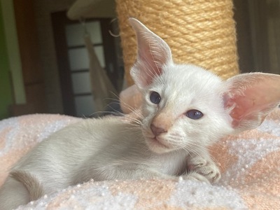 Siam Mädchen chocolate-point tabby mit Stammbaum, Siam Jungtier - Katze