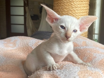 Siam Mädchen chocolate-point tabby mit Stammbaum, Siam Jungtier - Katze