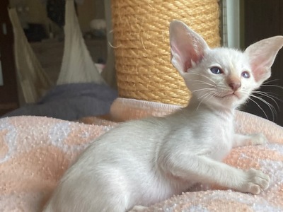 Siam Mädchen chocolate-point tabby mit Stammbaum, Siam Jungtier - Katze