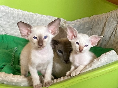 Siam Mädchen chocolate-point tabby mit Stammbaum, Siam Jungtier - Katze