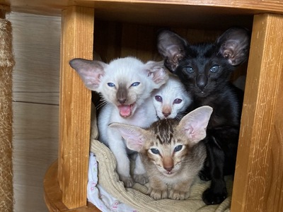 Siam Mädchen chocolate-point tabby mit Stammbaum, Siam Jungtier - Katze