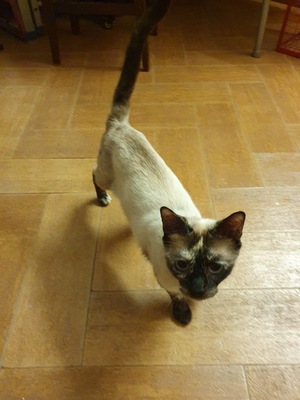 Siam, Siam - Katze