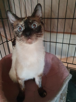 Siam, Siam - Katze