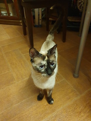 Siam, Siam - Katze