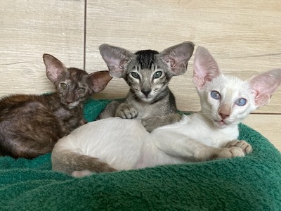 Siam und OKH Kitten mit Papiere, OKH/ Orientalisch Kurzhaar Jungtier - Katze