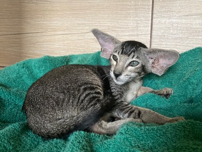 Siam und OKH Kitten mit Papiere, OKH/ Orientalisch Kurzhaar Jungtier - Katze