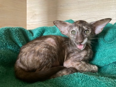 Siam und OKH Kitten mit Papiere, OKH/ Orientalisch Kurzhaar Jungtier - Katze