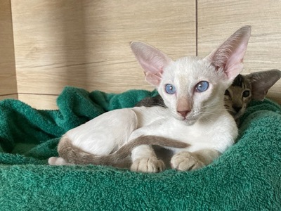 Siam und OKH Kitten mit Papiere, OKH/ Orientalisch Kurzhaar Jungtier - Katze