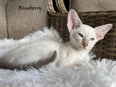 Siam und OKH Kitten mit Papiere, Orientalische Kurzhaar Jungtier - Kater