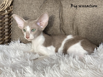 Siam und OKH Kitten mit Papiere, Orientalische Kurzhaar Jungtier - Kater