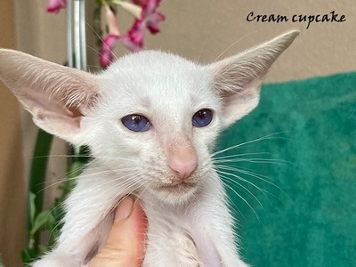 Siam und OKH Kitten mit Papiere, Orientalische Kurzhaar Jungtier - Kater