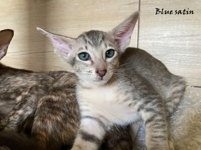 Siam und OKH Kitten mit Papiere, Orientalische Kurzhaar Jungtier - Kater