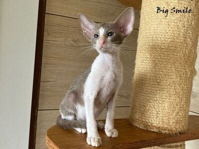 Siam und OKH Kitten mit Papiere, Orientalische Kurzhaar Jungtier - Kater