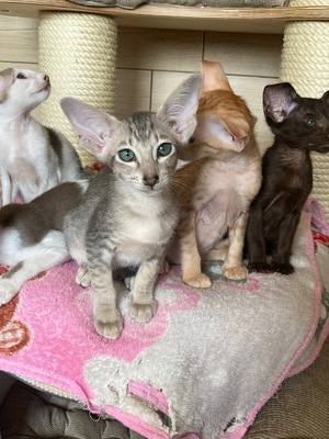 Siam und OKH Kitten mit Papiere, Orientalische Kurzhaar Jungtier - Kater