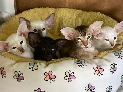 Siam und OKH Kitten mit Papiere, Siam Jungtier - Katze