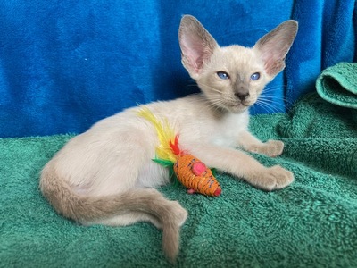 Siam und OKH Kitten mit Stammbaum, OKH/ Orientalisch Kurzhaar Jungtier - Katze