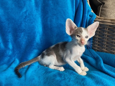 Siam und OKH Kitten mit Stammbaum, OKH/ Orientalisch Kurzhaar Jungtier - Katze