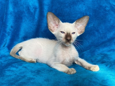 Siam und OKH Kitten mit Stammbaum, OKH/ Orientalisch Kurzhaar Jungtier - Katze