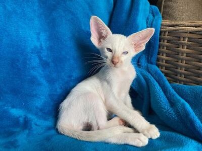 Siam und OKH Kitten mit Stammbaum, OKH/ Orientalisch Kurzhaar Jungtier - Katze