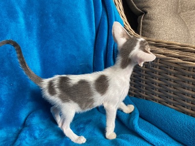 Siam und OKH Kitten mit Stammbaum, OKH/ Orientalisch Kurzhaar Jungtier - Katze