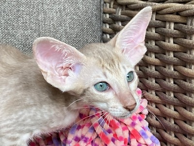 Siam und Orientalisch kurzhaar Kitten, Orientalische Kurzhaar Jungtier - Katze