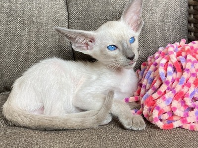 Siam und Orientalisch kurzhaar Kitten, Orientalische Kurzhaar Jungtier - Katze