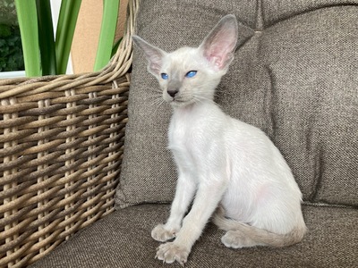 Siam und Orientalisch kurzhaar Kitten, Orientalische Kurzhaar Jungtier - Katze