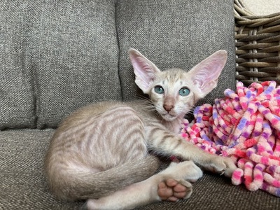 Siam und Orientalisch kurzhaar Kitten, Orientalische Kurzhaar Jungtier - Katze