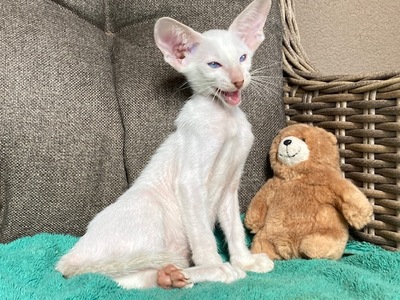 Siam und Orientalisch kurzhaar Kitten, Orientalische Kurzhaar Jungtier - Katze